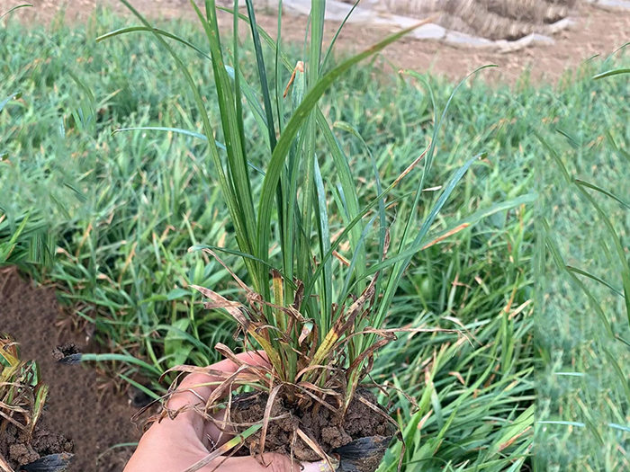 嶗嶼苔草